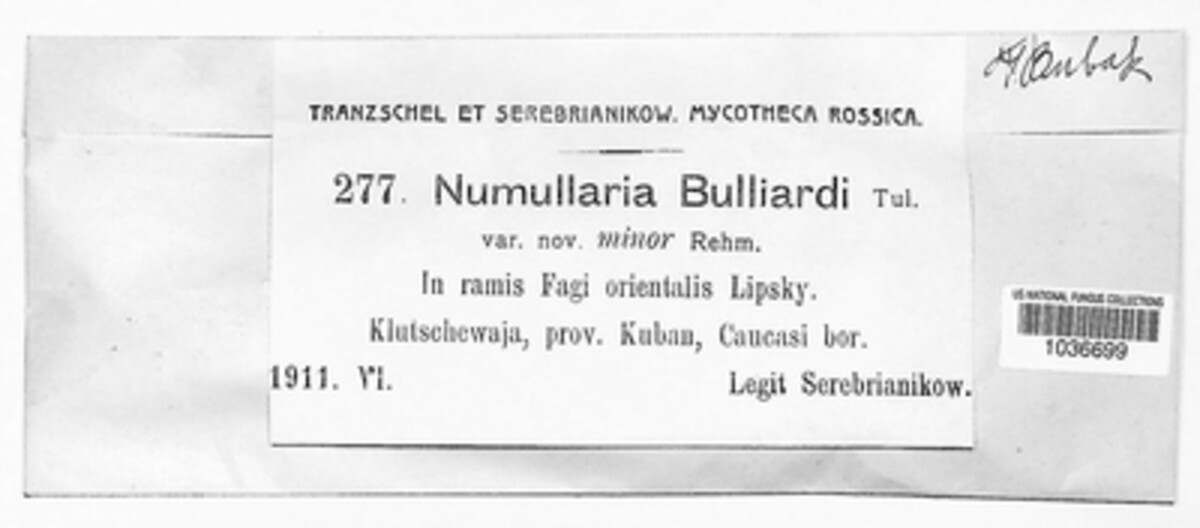 Biscogniauxia nummularia image